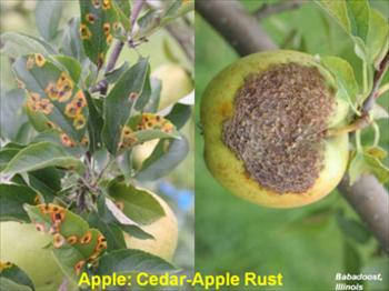 زنگ ارسی سیب